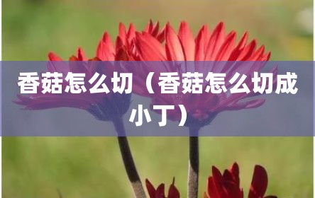 香菇怎么切（香菇怎么切成小丁）