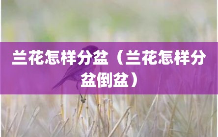 兰花怎样分盆（兰花怎样分盆倒盆）