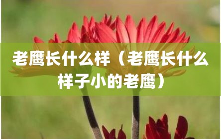 老鹰长什么样（老鹰长什么样子小的老鹰）