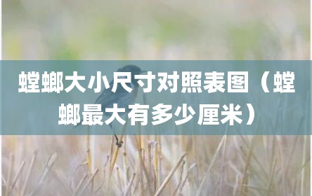 螳螂大小尺寸对照表图（螳螂最大有多少厘米）