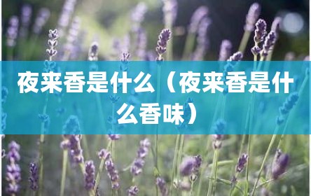 夜来香是什么（夜来香是什么香味）
