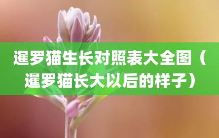 暹罗猫生长对照表大全图（暹罗猫长大以后的样子）