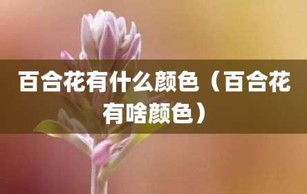 百合花有什么颜色（百合花有啥颜色）