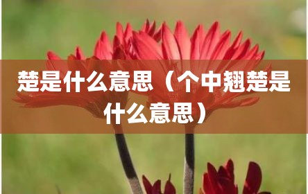 楚是什么意思（个中翘楚是什么意思）