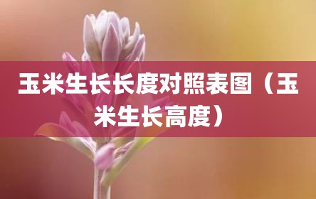 玉米生长长度对照表图（玉米生长高度）