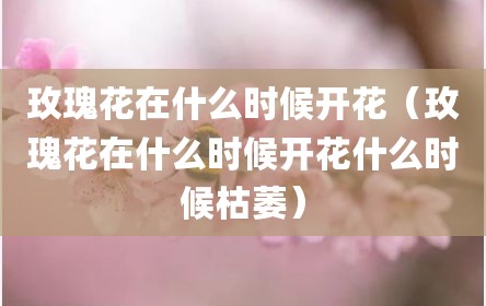 玫瑰花在什么时候开花（玫瑰花在什么时候开花什么时候枯萎）