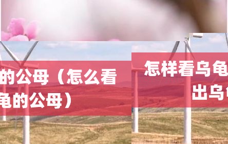 怎样看乌龟的公母（怎么看出乌龟的公母）