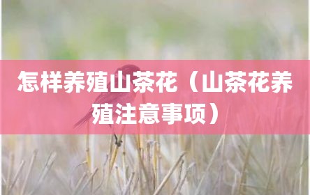 怎样养殖山茶花（山茶花养殖注意事项）