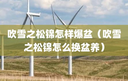 吹雪之松锦怎样爆盆（吹雪之松锦怎么换盆养）