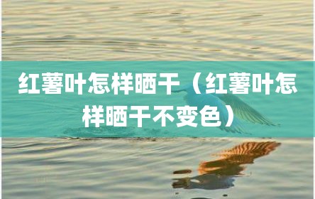 红薯叶怎样晒干（红薯叶怎样晒干不变色）