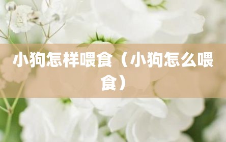 小狗怎样喂食（小狗怎么喂食）