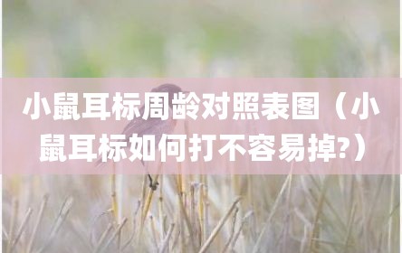 小鼠耳标周龄对照表图（小鼠耳标如何打不容易掉?）