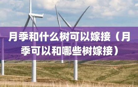 月季和什么树可以嫁接（月季可以和哪些树嫁接）