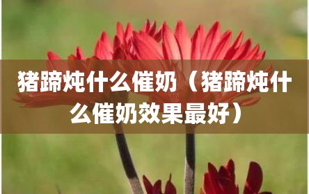 猪蹄炖什么催奶（猪蹄炖什么催奶效果最好）