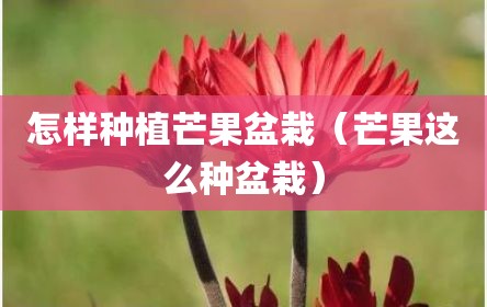 怎样种植芒果盆栽（芒果这么种盆栽）