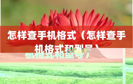 怎样查手机格式（怎样查手机格式和型号）