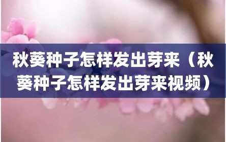 秋葵种子怎样发出芽来（秋葵种子怎样发出芽来视频）