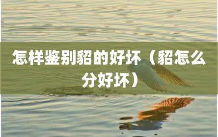 怎样鉴别貂的好坏（貂怎么分好坏）