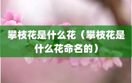攀枝花是什么花（攀枝花是什么花命名的）