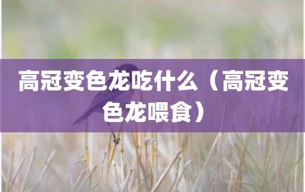 高冠变色龙吃什么（高冠变色龙喂食）