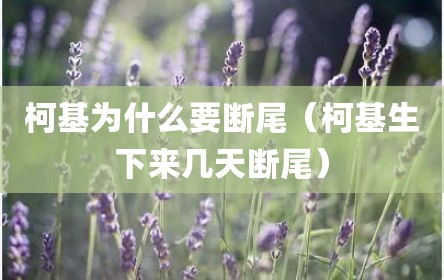 柯基为什么要断尾（柯基生下来几天断尾）
