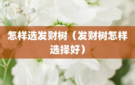 怎样选发财树（发财树怎样选择好）
