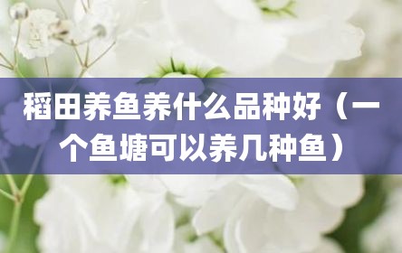 稻田养鱼养什么品种好（一个鱼塘可以养几种鱼）