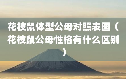 花枝鼠体型公母对照表图（花枝鼠公母性格有什么区别）