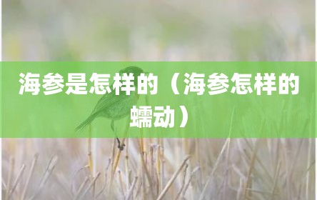 海参是怎样的（海参怎样的蠕动）