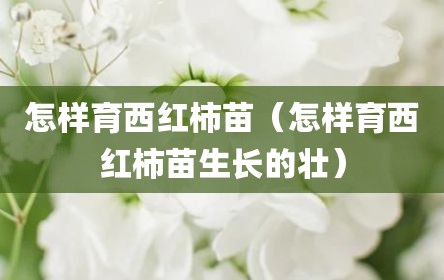 怎样育西红柿苗（怎样育西红柿苗生长的壮）
