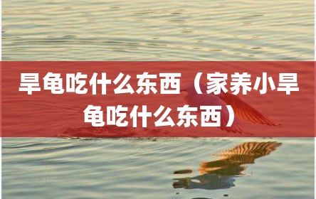 旱龟吃什么东西（家养小旱龟吃什么东西）