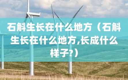 石斛生长在什么地方（石斛生长在什么地方,长成什么样子?）