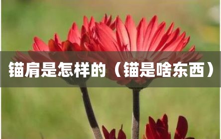 锚肩是怎样的（锚是啥东西）