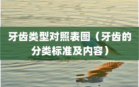牙齿类型对照表图（牙齿的分类标准及内容）
