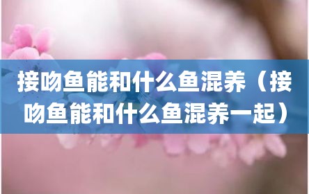 接吻鱼能和什么鱼混养（接吻鱼能和什么鱼混养一起）