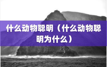 什么动物聪明（什么动物聪明为什么）