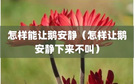 怎样能让鹅安静（怎样让鹅安静下来不叫）