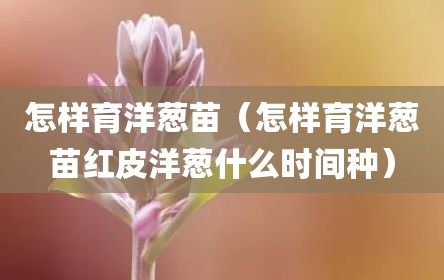 怎样育洋葱苗（怎样育洋葱苗红皮洋葱什么时间种）