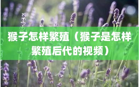 猴子怎样繁殖（猴子是怎样繁殖后代的视频）