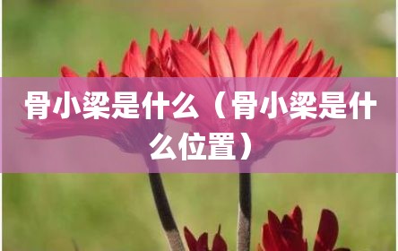 骨小梁是什么（骨小梁是什么位置）