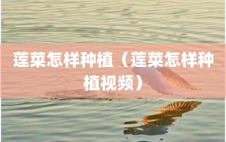 莲菜怎样种植（莲菜怎样种植视频）