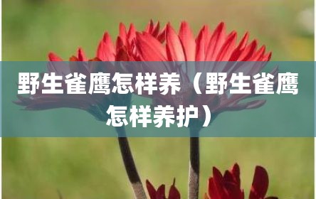 野生雀鹰怎样养（野生雀鹰怎样养护）