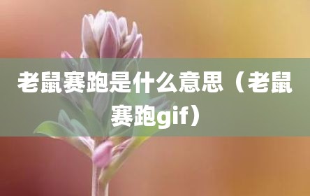 老鼠赛跑是什么意思（老鼠赛跑gif）