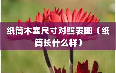 纸筒木塞尺寸对照表图（纸筒长什么样）