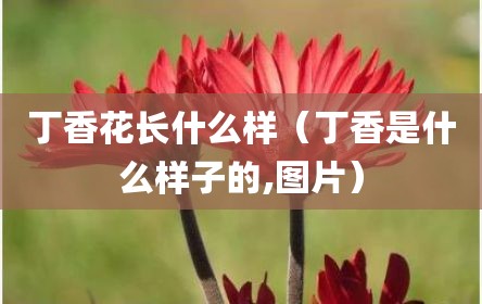 丁香花长什么样（丁香是什么样子的,图片）