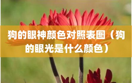 狗的眼神颜色对照表图（狗的眼光是什么颜色）