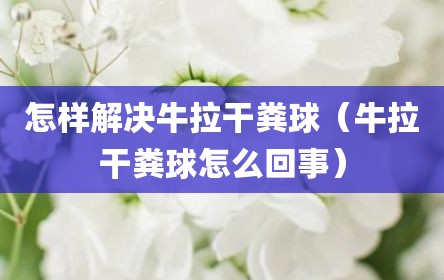 怎样解决牛拉干粪球（牛拉干粪球怎么回事）