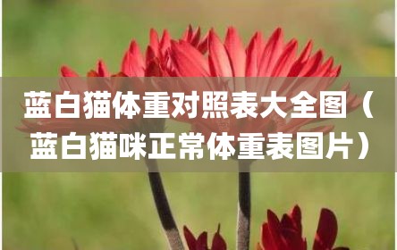 蓝白猫体重对照表大全图（蓝白猫咪正常体重表图片）