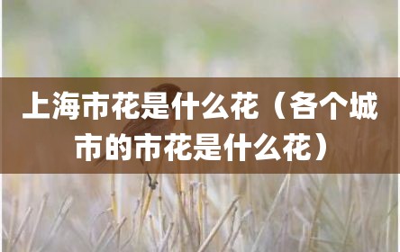 上海市花是什么花（各个城市的市花是什么花）