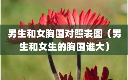 男生和女胸围对照表图（男生和女生的胸围谁大）